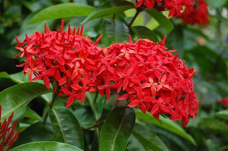 Vườn hoa mẫu đơn đẹp nhất Việt Nam hiện nay - Doremon